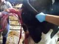 Heifer calf born inside out