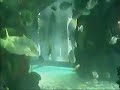 Silverton Hotel and Casino 117,000 Gallon Aquarium Las Vegas