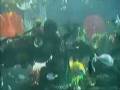 videos de Silverton Hotel and Casino 117,000 Gallon Aquarium Las Vegas
