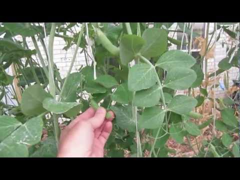 how to kill fungus on plant leaves