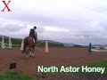 North Astor Honey from Exmoor Eventing