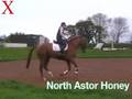 North Astor Honey from Exmoor Eventing