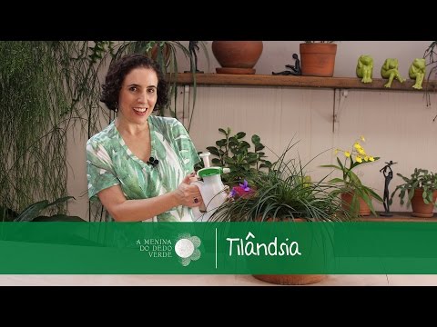 how to fertilize tillandsia