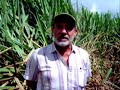 Fertilizantes Biologicos En Ca�a de Azucar