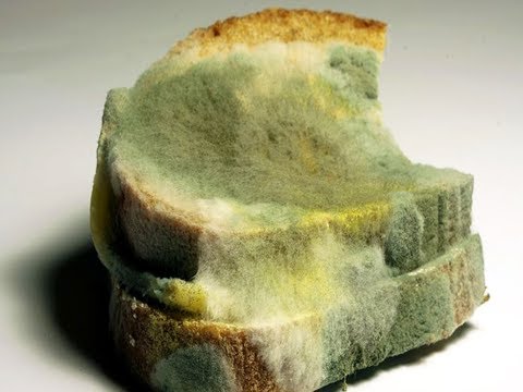 Mold & Allergies (Conditions AZ)