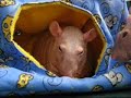 New Cube Hammocks