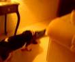videos de Ludvigs julepakke