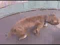 rocky  y sisi brincando