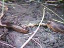 Two Slugs, One On Lizard, Grub And Mite In The Backgroun Two Slugs, One On Lizard, Grub And Mite In The Backgroun