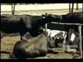 Meat From Downed Cattle Banned