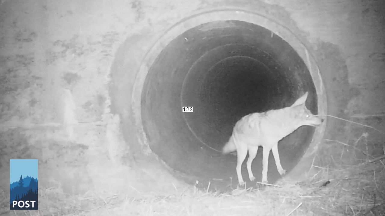 Coyote and Badger Playing Together - California Wildlife Camera Footage