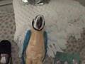 videos de squakers bloop 9