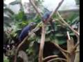 videos de macaws at the tennessee aquarium