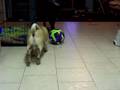 Bandit playing