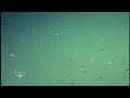 Swima worms on ocean floor