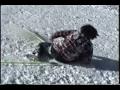 The Last Hurrah of Old School Freestyle Skiing (spot 5)