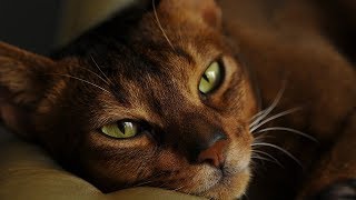 How to Care for Abyssinian Cats - Taking Care of Your Cat's Health