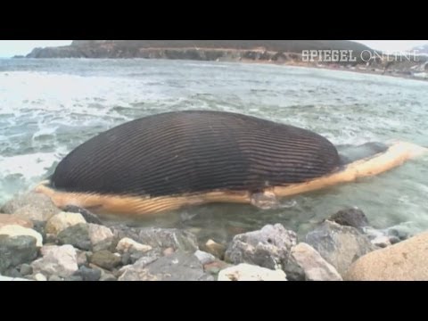 Gefährliches Strandgut: Wal-Kadaver kurz vor Explosion