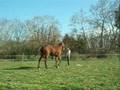 Retraining ex race horse GELANOR PART 4