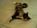 Kitty on Catnip