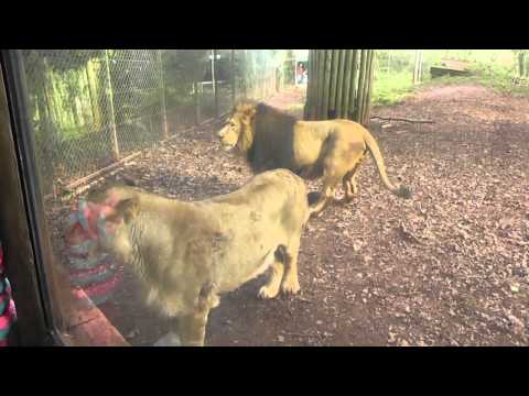 ASIATIC LION