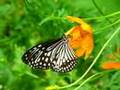 Butterfly Blue Tiger Sri Lanka