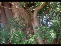 Luoland - Yien (Trees). Ng