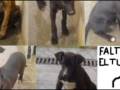 S.O.S galgos