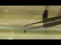 a floating fire ant raft is pushed down on the surface of water