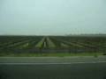 videos de vineyard.mov