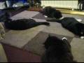 Daft Cats