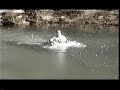 frozen pond swim frozen pond swim