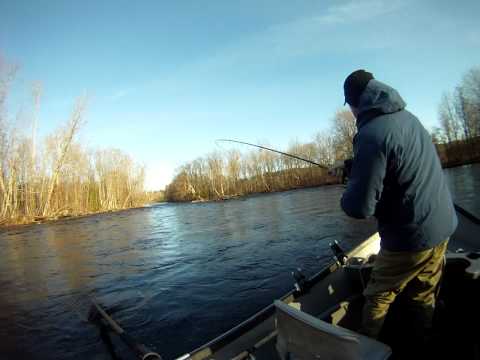 Billy battles a mean steelhead