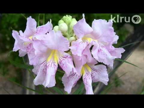 Reclaim raised beds from cat litter|Daphne Richards|Central Texas Gardener