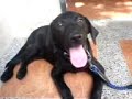 Labrador