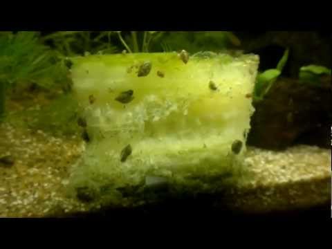 how to eliminate aquarium snails