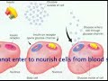 Ion Magnum Treatment for Obesity