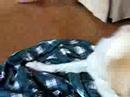 Bailey and Bobo