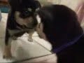 Puppy Vs. Mirror [Zoey]