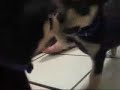Puppy Vs. Mirror [Zoey]