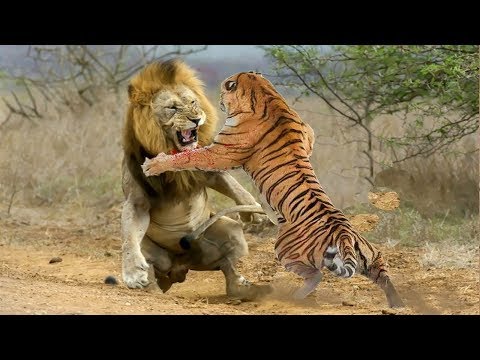 Tiger vs Lion - Tiger wins the fight!