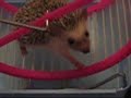 Prickles the Hoary Hedgehog Prickles the Hoary Hedgehog