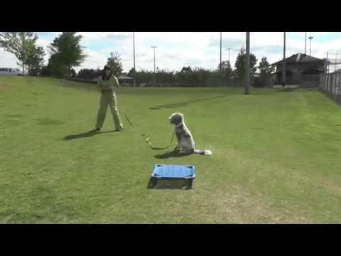 how to train aussiedoodle