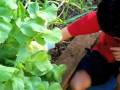 videos de Picking Turnips2.mov