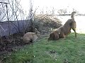 Kaninchen \"Bully\" greift an Kaninchen \"Bully\" greift an