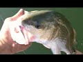 Lost Fish Files, First Person Fishing, FPF RedFishing