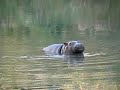 Bebe hippo said hello Bebe hippo said hello