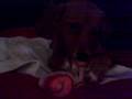videos de Luna Props and the magic bone