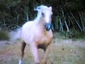 The Silver Brumby In The Valley Of The Ancients