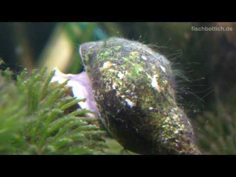 Watch "snail"